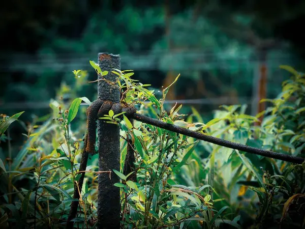 Bitkilerle dolu bir tarladaki çitin sütununun ayrıntıları.