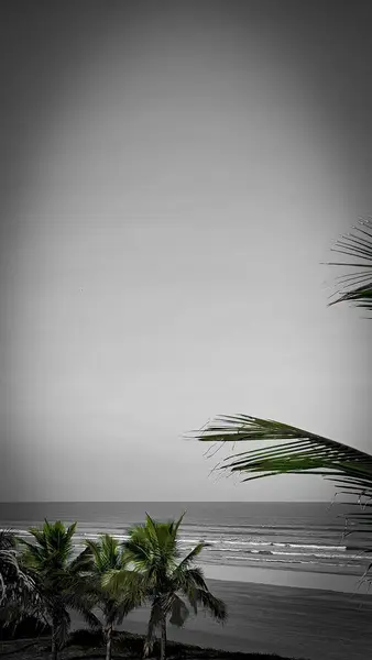Gökyüzünün denizle buluştuğu yer: Siyah beyaz bir Tropikal Cennet