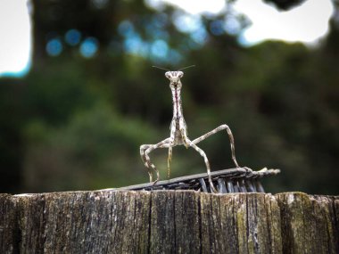 Praying mantis seen from the front climbs a trunk in the garden clipart