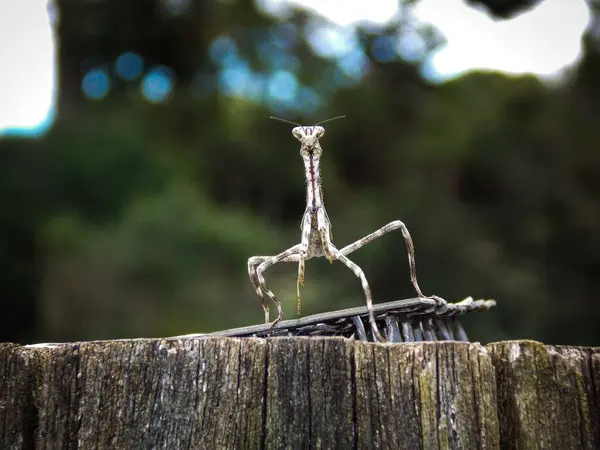 Dua eden peygamber devesi bahçedeki bir sandığa tırmanır.