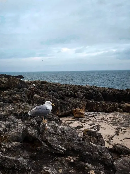 Sahildeki kayalıklarda halka gagalı martı, arka planda deniz manzaralı.
