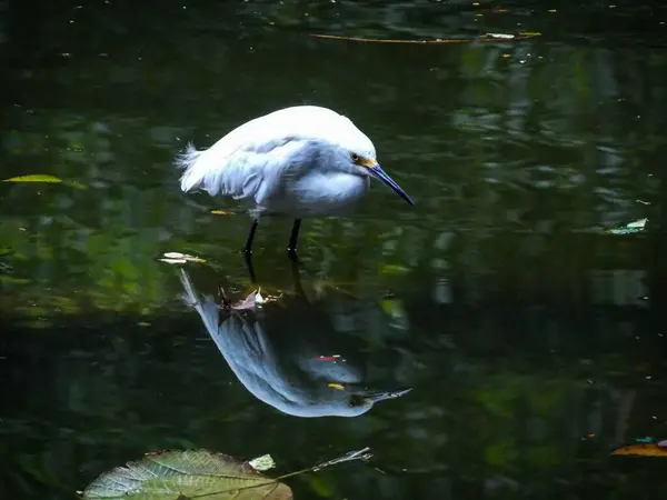 Göldeki beyaz kuş yapraklarla suya yansıyor.
