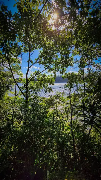 Güneş ışığının ağaçların yemyeşil yapraklarından süzülüp rahatlama ve yansıma için ideal sakin ve huzurlu bir doğal ortam oluşturduğu sakin bir gölün panoramik görüntüsü.