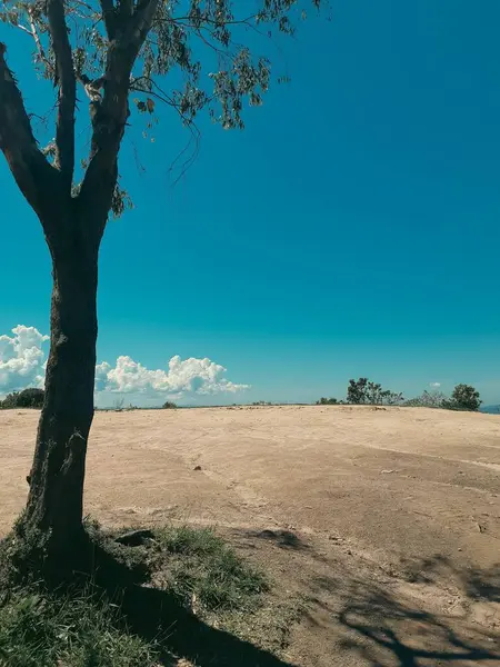 Güneşli bir tepenin tepesinde, dağınık bulutlarla dolu canlı mavi bir gökyüzünün altında yalnız bir ağaç. Manzara huzur ve açık alan hissini tasvir ediyor. Huzurlu bir geri çekilme için mükemmel..