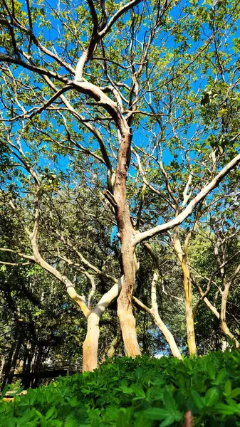 Güneşli bir günde aşağıdan görünen bir parkta dalları olan ağaç.