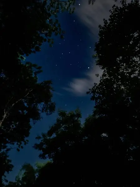 Yoğun ağaç tepe örtüsünün arasından görünen sakin, yıldızlı bir gökyüzü, parlak yıldızları ve ince bulutları çerçeveleyen ağaçlardan oluşan siluetler, doğayla bir huzur ve bağlantı hissi veriyor..