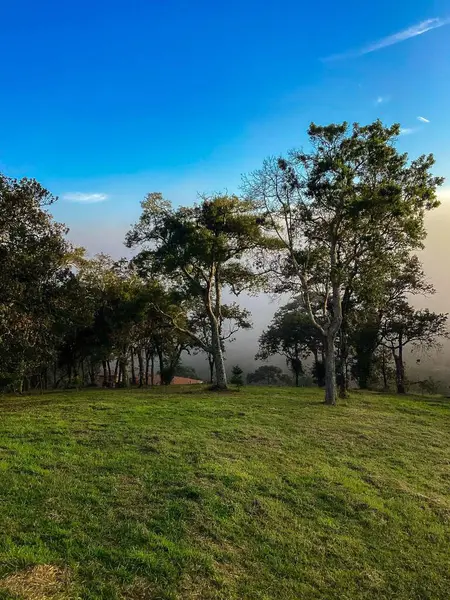 Berrak ve sakin bir manzara, yemyeşil çimenler, uzun ağaçlar ve arka planda süzülen bir ışık sisi, berrak mavi gökyüzünün altında, huzur ve sükunet hissi uyandırıyor..