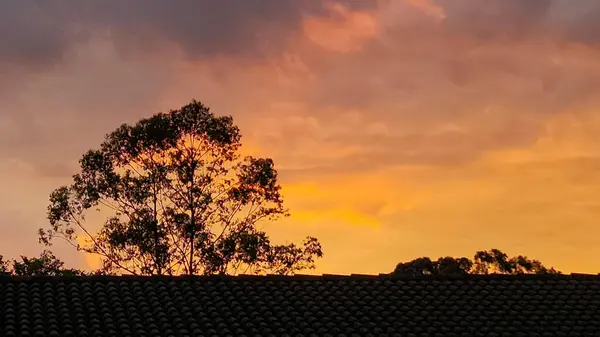 Çarpıcı bir günbatımı, turuncu ve mor tonlarında renkli bulutları, aydınlık gökyüzüne karşı silueti olan bir ağacı seramik çatı üzerinde dramatik bir anahat oluşturarak gözler önüne seriyor.