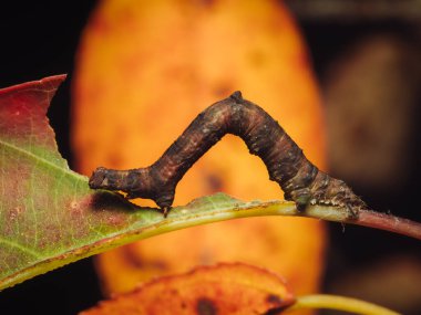 Brimstone güvesinin tırtılı bir dal taklidi yapıyor (nam-ı diğer Inchworm)