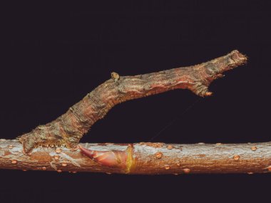 Brimstone güvesinin tırtılı bir dal taklidi yapıyor (nam-ı diğer Inchworm)