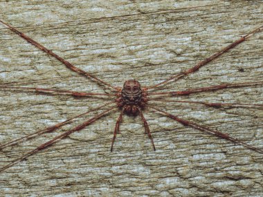 A Harvestman spider basking  in the sun clipart