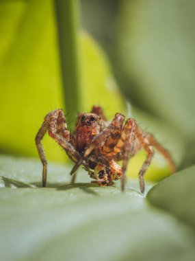 Avına tutunan bir kurt örümceği.