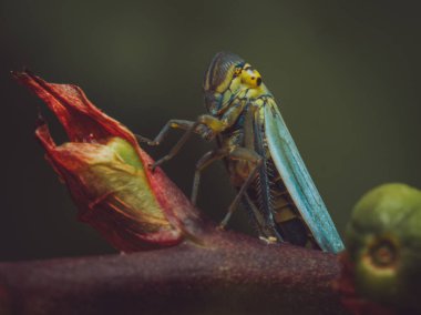 Yeşil yaprak hoplatıcısının yakın çekimi.