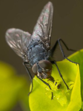 Bir öforbi çiçeğinin nektarıyla beslenen bir sinek.