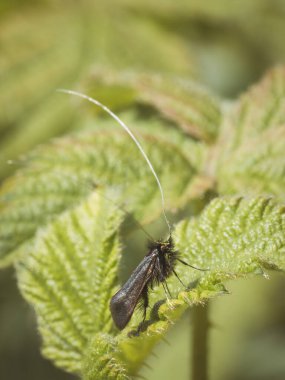 Green longhorn moth basking on a leaf clipart