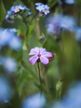 Close-up of a Herb Robert flower clipart