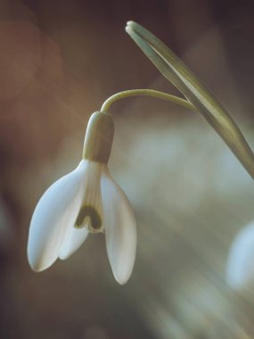 Gün ortası güneşini yakalayan kartopu çiçeği