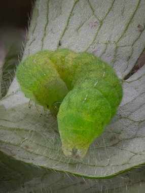 Angle Shades güvesinin tırtılı.