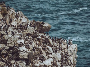 Guillemots nesting on a cliff face, South Stack, Wales clipart