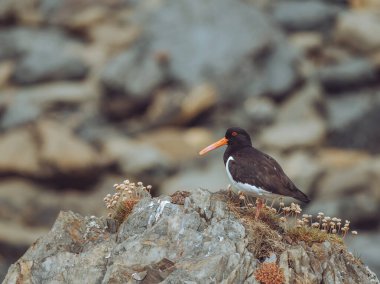 İstiridye avcısı deniz kuşu kayalara tünedi.