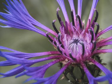 Mor 'Centaurea montana' çiçek açmış.