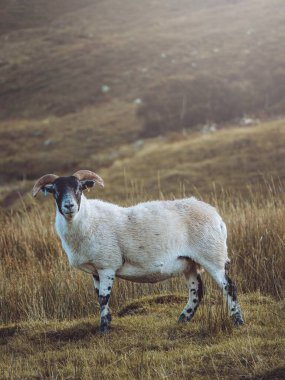 Isle of Mull 'da yalnız koyunlar