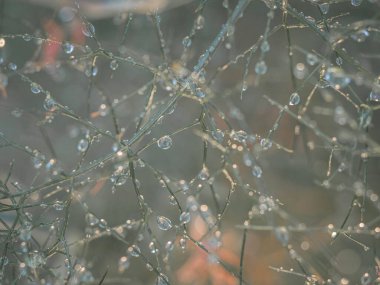 Rezene bitkisinin üzerindeki çiy damlacıkları