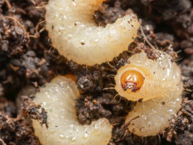 Toprakta yaşayan bir Vine Weevil larvası.