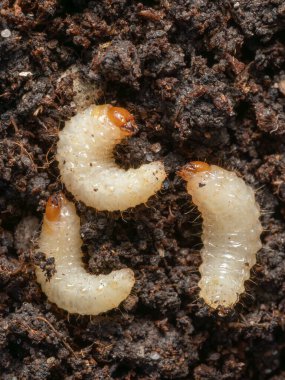 Toprakta yaşayan bir Vine Weevil larvası.