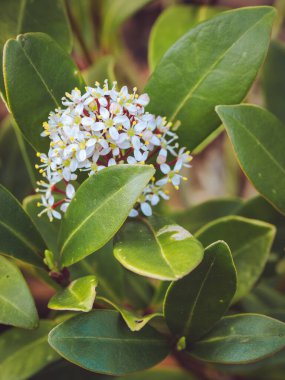Skimmia Japonica bitkisinde çiçekler açıyor.