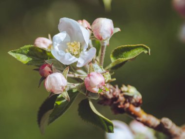 İlkbaharda elma çiçeği açacak.