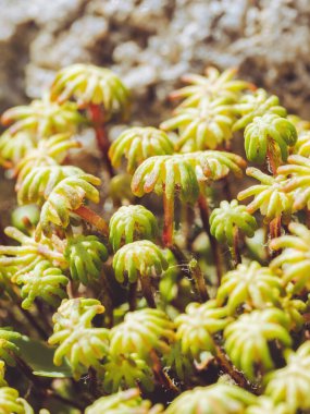 Sıradan bir karaciğer otunun çiçeği gibi palmiye ağacı