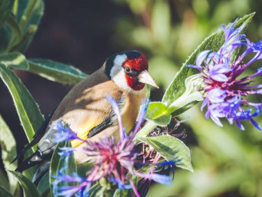 Bir Dağ Çiçeği 'ndeki Altın Finch' in yakın çekimi çapraz gagasını gösteriyor.