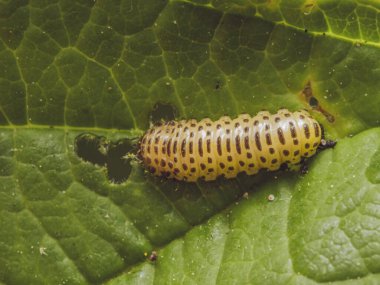 Tek bir Viburnum böcek larvası bir guelder gül bitkisinin yapraklarını yiyor.