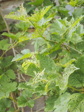 Viburnum böcek larvaları tarafından yenen bir guelder çiçeğinin çizgili yaprakları.