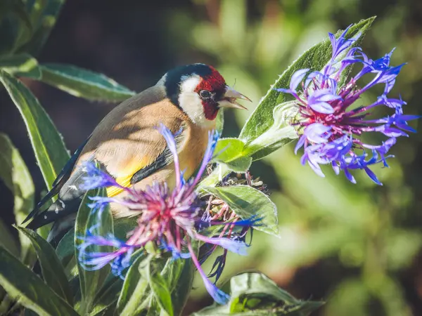 Bir Dağ Çiçeği 'ndeki Altın Finch' in tohumu yerken yakın plan fotoğrafı.