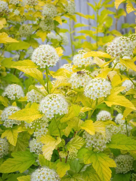 Physocarpus opulifolius 'Dart' ın Altını 'çiçekleri çiçek açtı