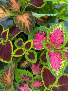Coleus bitkisinin çeşitli yaprakları (solenostemon))