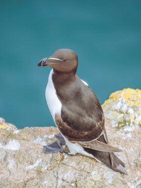 Skomer, Pembrokeshire, Galler 'deki bir uçuruma tünemiş bir Razorbill.