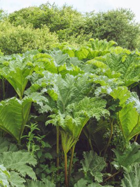 Dev bir Gunnera bitkisinin yemyeşil yaprakları.