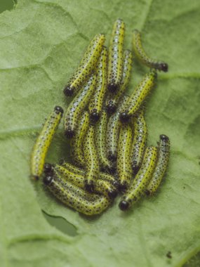 Büyük bir beyaz kelebek tırtılları kümesi.