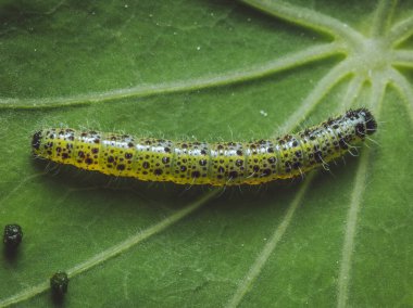 Büyük beyaz bir tırtılın yakın çekimi.