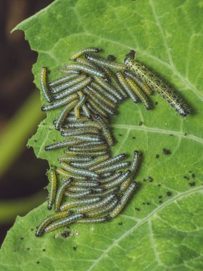 Büyük bir beyaz kelebek tırtılları kümesi.