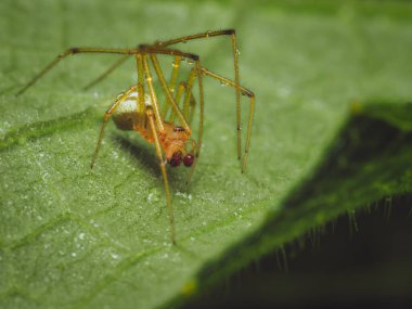 Bir yaprağın üzerinde (Enoplognatha ovata) Şekerleme çizgili bir örümceğin yakın çekimi)