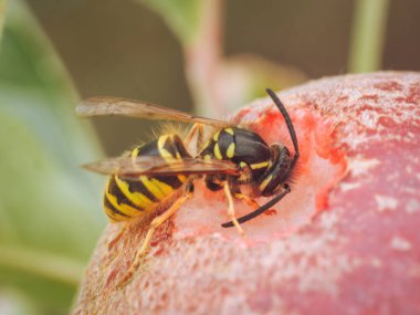 Olgun kırmızı elmayla beslenen yalnız bir eşekarısı (Vespula vulgaris))