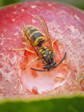 Olgun kırmızı elmayla beslenen yalnız bir eşekarısı (Vespula vulgaris))