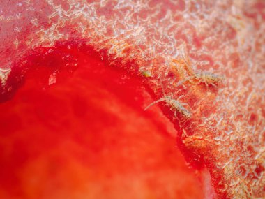 Bir çift Slender Springtail kırmızı elmada bir deliğin yanında (Entomobrya atrocincta)