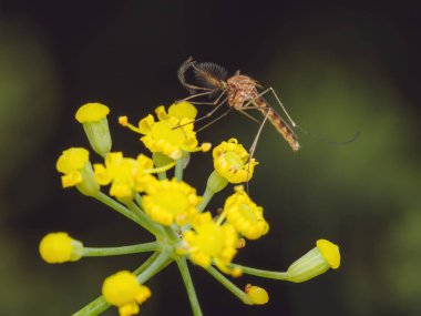 Fennel çiçekleri üzerinde bir erkek Sivrisinek Evi 'nin (Culex pipiens) yakın çekimi)