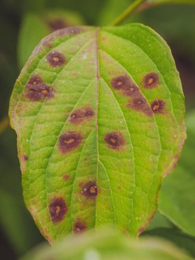 Dogwood Anthracnose (Discula destructiva) bir Dogwood yaprağında benekler