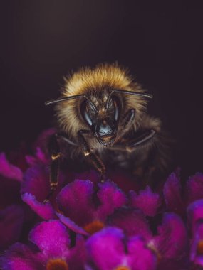 Geceleri Buda bitkisiyle beslenen kabarık kuyruklu bir Bumblebee (Bombus terrestris))